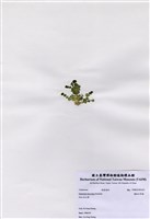 藏品(盤狀仙掌藻)的圖片